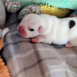 Boy 1 - White male Bulldog puppy in Forsyth, Georgia from Evangeline Bulldogs