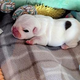 Boy 1 - White male Bulldog puppy in Forsyth, Georgia from Evangeline Bulldogs