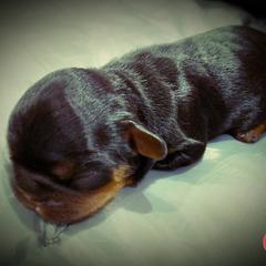 English Toy Spaniel Puppies from Skyline
