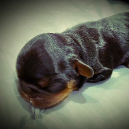 English Toy Spaniel Puppies from Skyline