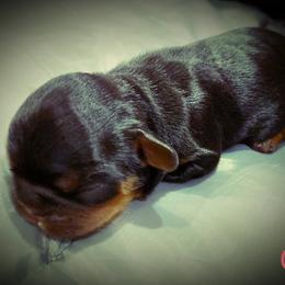English Toy Spaniel Puppies from Skyline
