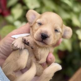Sterling - Cream male Dachshund puppy in Wharton County, Texas from Country Bumpkins