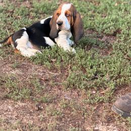 Light green-73 - Black brown and white male Basset Hound puppy in Conway, Missouri from Ozark Mountain Kennel
