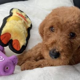 Goldendoodles and Poodles from Mann’s Best Friend Poodles and Doodles