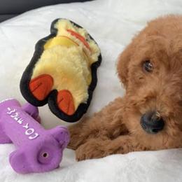 Goldendoodles and Poodles from Mann’s Best Friend Poodles and Doodles