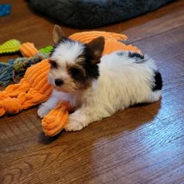 Yorkshire Terrier Puppies from Brat Babies