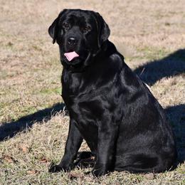 Baby - Labrador Retriever