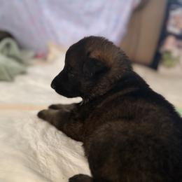 German Shepherd Puppies from Legacy K9’s