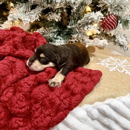 Andros - Liver male Miniature Schnauzer puppy in Huntington, Utah from Schnauzers on Robinson Lane