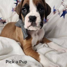 Boy 2 - Fawn male Boxer puppy in Aurora, Missouri from Pick A Pup