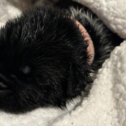 Pink - Black female Newfoundland puppy in Riverside, California from Gentle Soul Newfoundlands