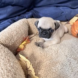 Gomez - Fawn male Pug puppy in Moorefield, West Virginia from Wratchford Farms