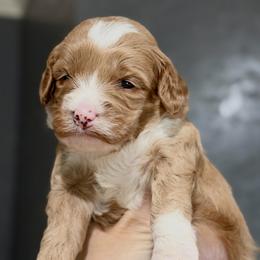 Red - Caramel cream female Australian Labradoodle puppy in Auburn, Washington from West Valley Labradoodles