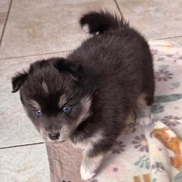 Bruno - Black male Pomsky puppy in Marshall, Minnesota from Miles of Smiles Pomskies