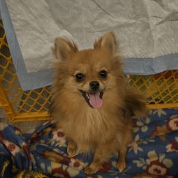 Gremlin - Pomeranian