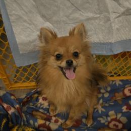 Gremlin - Pomeranian
