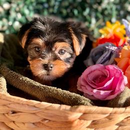 Girl 1 - Black and tan female Yorkshire Terrier puppy in Richmond, Texas from Perfectly Posh Pets