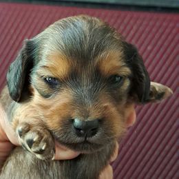 Boy 2 - Brindle male Boxer puppy in Franklin, Georgia from Lakeside Kennels of Franklin