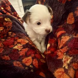 AKC Registered Grace - Chocolate, tan and white female Yorkshire Terrier puppy in Eustis, Florida from Angel Spun Yorkies