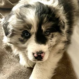 Border Collies from Aloha Border Collies