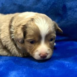 Girl 4 - Red merle female Toy Australian Shepherd puppy in Lame Deer, Montana from Bar M Toy Aussies