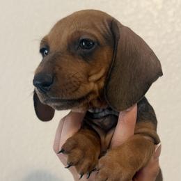 Dachshunds from Doxies AZ