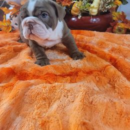 Bulldog and French Bulldog Puppies from Eclipse Bulldogs