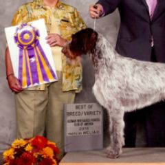 Basenjis, German Wirehaired Pointers, and Pointers from Mountain View Kennel