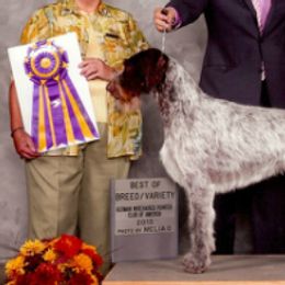 Basenjis, German Wirehaired Pointers, and Pointers from Mountain View Kennel