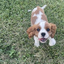 Cavalier King Charles Spaniel All Grown Up from Good Hope Cavaliers