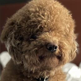 Lexi - Goldendoodle