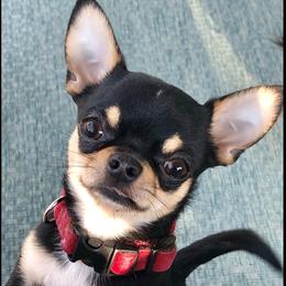 Sarge - Chihuahua