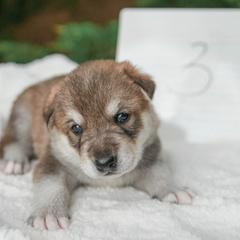 Tamaskan Puppies from Ageli Lykon