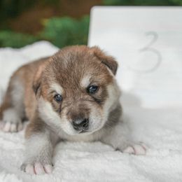 Tamaskan Puppies from Ageli Lykon