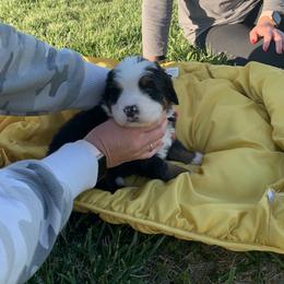 Bernedoodle, Bernese Mountain Dog, Cavalier King Charles Spaniel, and Goldendoodle Puppies from Adventure Doodles Of East TN