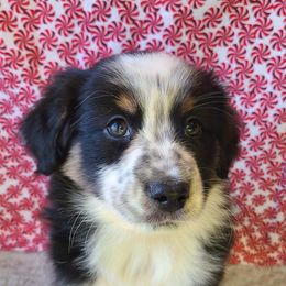 Australian Shepherd, Miniature Australian Shepherd, and Toy Australian Shepherd Puppies from Hippie Dog Haven