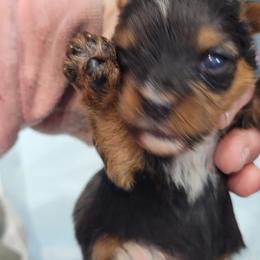 Spike - Black and tan male Yorkshire Terrier puppy in Chickasha, Oklahoma from SISSYS YORKIES
