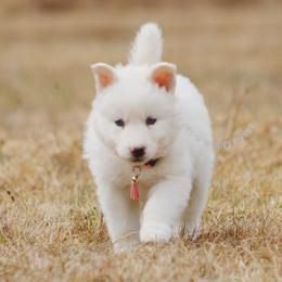 Ivy - White female Siberian Husky puppy in Lunenburg, Vermont from SNOW WOOLY HUSKY