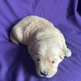 Golden Retriever Puppies from Chevaline Goldens