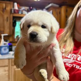 Purple - Yellow female Labrador Retriever puppy in Charleston, Maine from Puddledock Pups