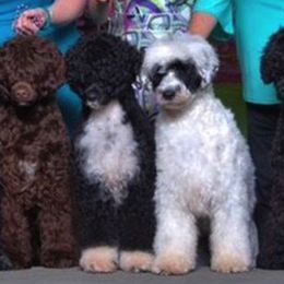 Portuguese Water Dogs from Robin Burmeister
