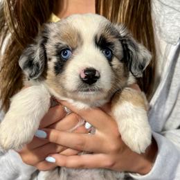 PATSY CLINE - COUNTRY LEGENDS - Blue merle female Toy Australian Shepherd puppy in Syracuse, Indiana from Klenke Toy Aussies