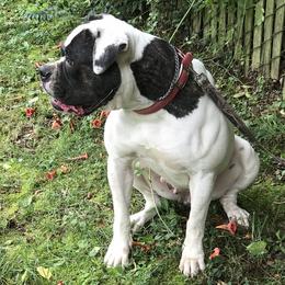 Scarlet - American Bulldog