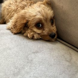 Cavapoo Puppies from Campbell Cavapoos