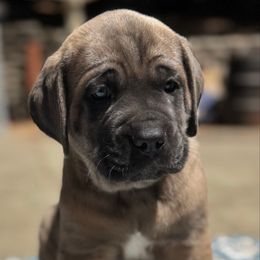 Gray - Gray and fawn male Cane Corso puppy in Pollock Pines, California from Capitol City Cane Corso