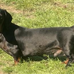 Cane Corso and Dachshunds from Watson’s Blue Line Canines