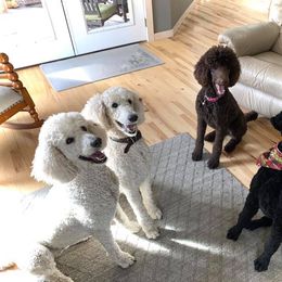 Poodle All Grown Up from Genesis Poodles