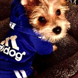 Yorkshire Terriers from LaBella Yorkies and Co.