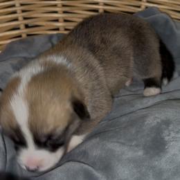 AKC Brown pup - Sable male Pembroke Welsh Corgi puppy in Summerfield, Florida from Promise Land Farm