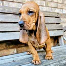Reba - Red female Colombian Fino Hound puppy in Kingston, Tennessee from Fino Hounds USA